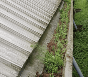Happy customers in Esher who trust The Roof Moss Cleaners for gutter cleaning services